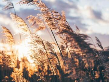 wheat field