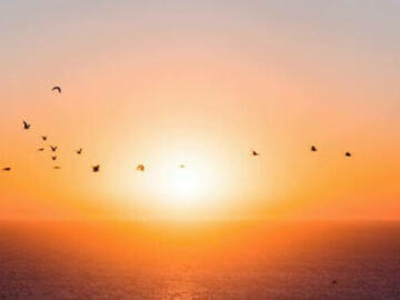 bird midair sunser and ocean scenery