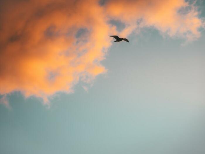 silhouette of bird flying under orange clouds